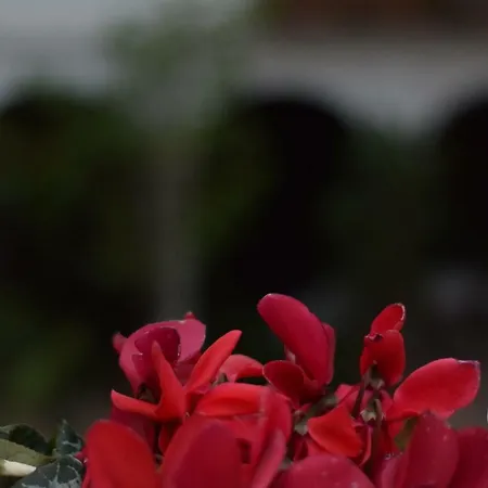 Apartment Saravia Only Families *